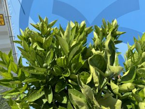 Drzewko pomarańczowe - Citrus sinensis XL - 180 cm - obwód pnia 25-30 cm