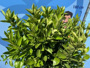Drzewko pomarańczowe - Citrus sinensis XL - 180 cm - obwód pnia 25-30 cm