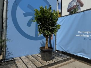 Drzewko pomarańczowe - Citrus sinensis XL - 180 cm - obwód pnia 25-30 cm