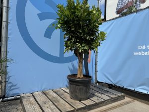 Drzewko pomarańczowe - Citrus sinensis XL - 180 cm - obwód pnia 25-30 cm