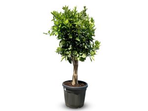 Drzewko pomarańczowe - Citrus sinensis XL - 180 cm - obwód pnia 25-30 cm