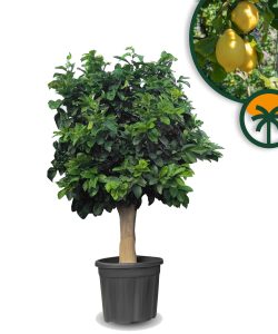 Cytryna - Citrus limon - XL - 200 cm