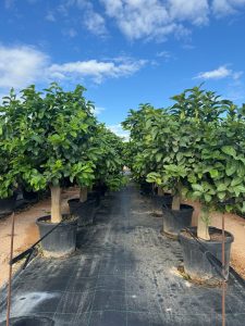 Cytryna - Citrus limon - XL - 200 cm