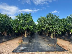 Cytryna - Citrus limon - XL - 200 cm