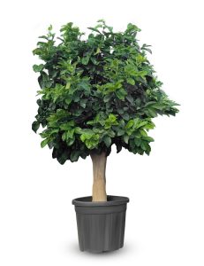 Cytryna - Citrus limon - XL - 200 cm