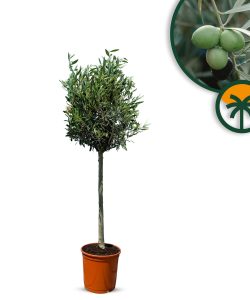 Drzewo oliwne - Olea europaea - 130 cm - gładki pień