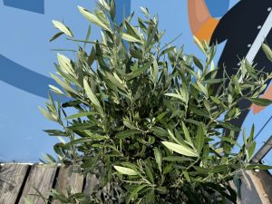 Drzewo oliwne - Olea europaea - 130 cm - gładki pień