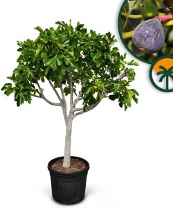Drzewo figowe - Ficus carica - 40 lat - 240 cm