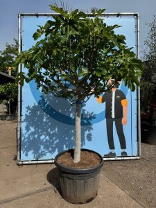 Drzewo figowe - Ficus carica - 40 lat - 240 cm