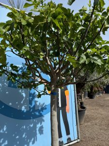 Drzewo figowe - Ficus carica - 40 lat - 240 cm