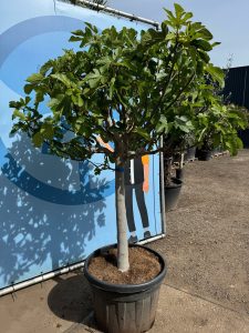 Drzewo figowe - Ficus carica - 40 lat - 240 cm