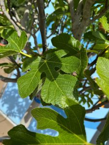 Drzewo figowe - Ficus carica - 40 lat - 240 cm