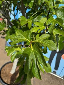 Drzewo figowe - Ficus carica - 40 lat - 240 cm
