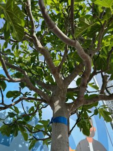 Drzewo figowe - Ficus carica - 40 lat - 240 cm