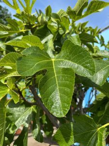 Drzewo figowe - Ficus carica - 40 lat - 240 cm