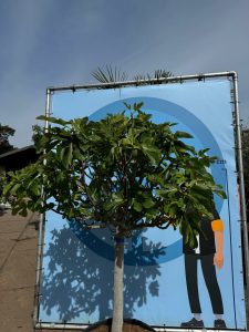 Drzewo figowe - Ficus carica - 40 lat - 240 cm