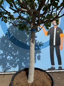 Drzewo figowe - Ficus carica - 40 lat - 240 cm