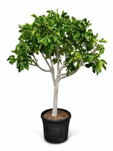 Drzewo figowe - Ficus carica - 40 lat - 240 cm