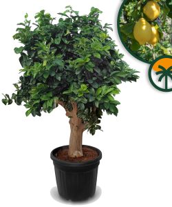 Cytryna - Citrus limon XXL - 240 cm