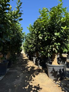 Cytryna - Citrus limon XXL - 240 cm