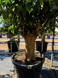 Cytryna - Citrus limon XXL - 240 cm