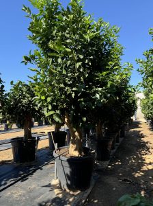 Cytryna - Citrus limon XXL - 240 cm