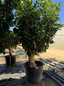 Cytryna - Citrus limon XXL - 240 cm