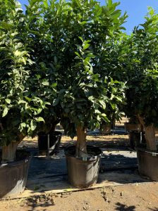 Cytryna - Citrus limon XXL - 240 cm