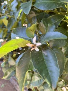 Cytryna - Citrus limon XXL - 240 cm