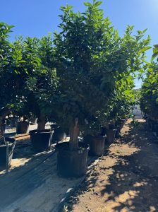 Cytryna - Citrus limon XXL - 240 cm