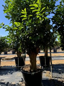 Cytryna - Citrus limon XXL - 240 cm