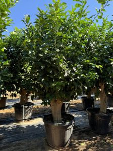Cytryna - Citrus limon XXL - 240 cm