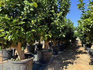 Cytryna - Citrus limon XXL - 240 cm