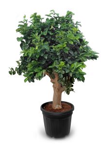 Cytryna - Citrus limon XXL - 240 cm