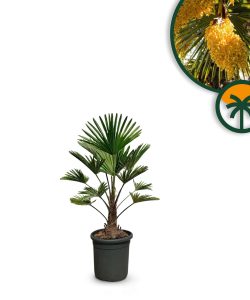 Palma - Trachycarpus wagnerianus - 100 cm