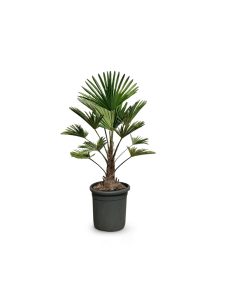 Palma - Trachycarpus wagnerianus - 100 cm