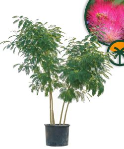 Perska drzewko snu - Albizia Ombrella - wielopniowy XL - 240 cm