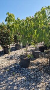 Perska drzewko snu - Albizia Ombrella - wielopniowy XL - 240 cm