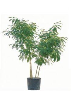 Perska drzewko snu - Albizia Ombrella - wielopniowy XL - 240 cm