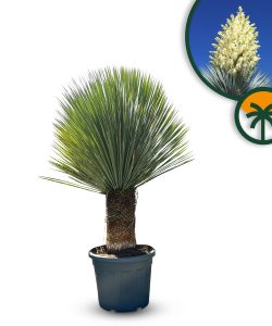 Palma - Yucca rostrata - wysokość pnia 40-50 cm