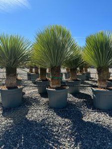Palma - Yucca rostrata - wysokość pnia 40-50 cm