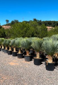 Palma - Yucca rostrata - wysokość pnia 40-50 cm