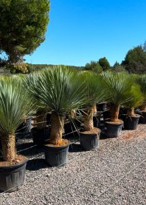 Palma - Yucca rostrata - wysokość pnia 40-50 cm