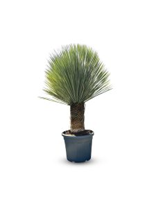 Palma - Yucca rostrata - wysokość pnia 40-50 cm