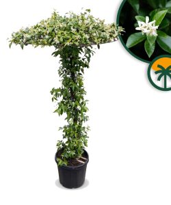 Jaśmin gwiaździsty - Trachelospermum jasminoides - Forma parasolowa - 200 cm
