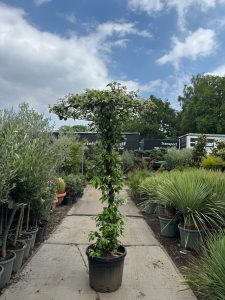 Jaśmin gwiaździsty - Trachelospermum jasminoides - Forma parasolowa - 200 cm