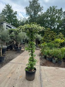 Jaśmin gwiaździsty - Trachelospermum jasminoides - Forma parasolowa - 200 cm