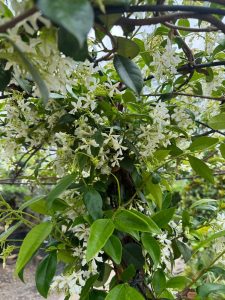 Jaśmin gwiaździsty - Trachelospermum jasminoides - Forma parasolowa - 200 cm