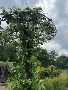 Jaśmin gwiaździsty - Trachelospermum jasminoides - Forma parasolowa - 200 cm