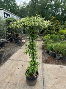 Jaśmin gwiaździsty - Trachelospermum jasminoides - Forma parasolowa - 200 cm